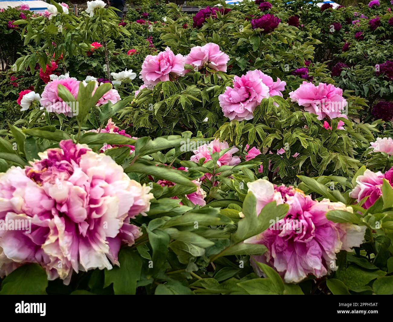 Peony Flowers Are In Full Bloom At Yuanmingyuan Park In Beijing China