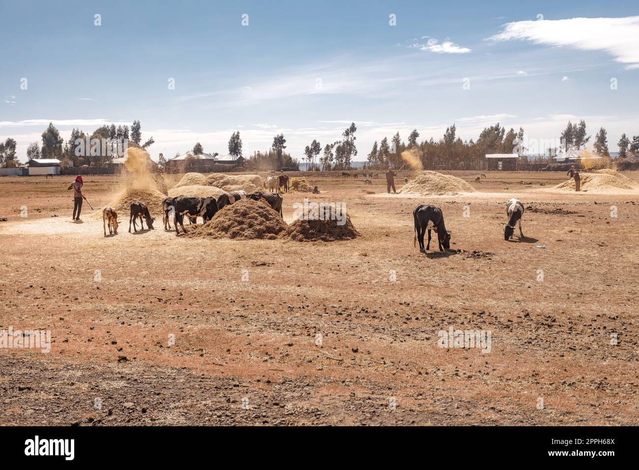 Ethiopian farmers are throwing grain on farm near Addis Ababa Stock Photo