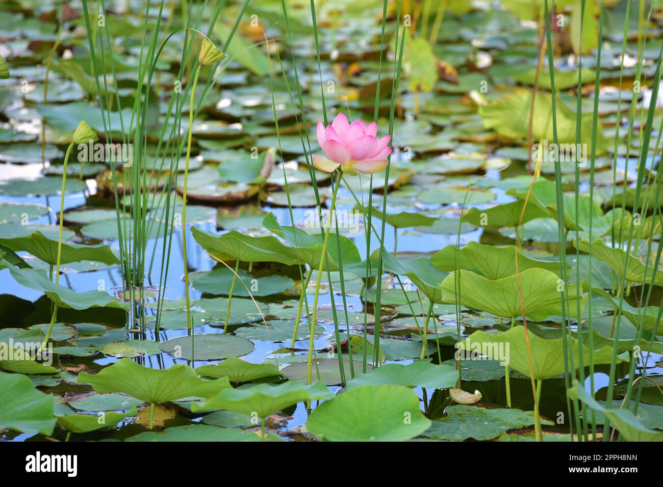 Lotus flower in a pond Stock Photo Alamy