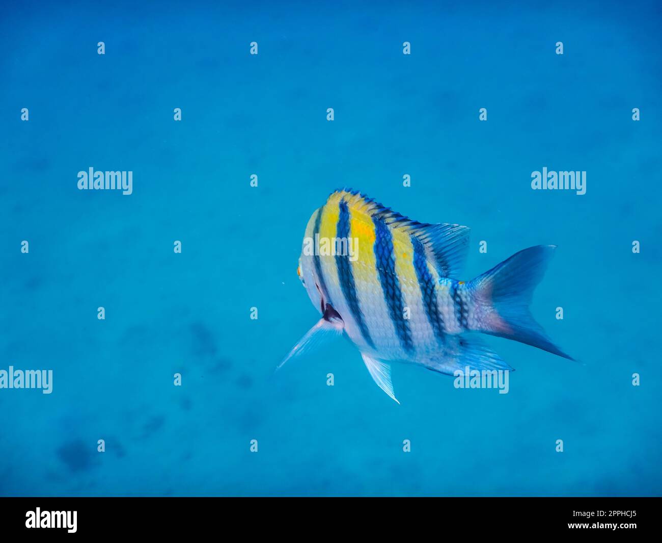 indopazific sergeant fish from behind in the blue sea Stock Photo