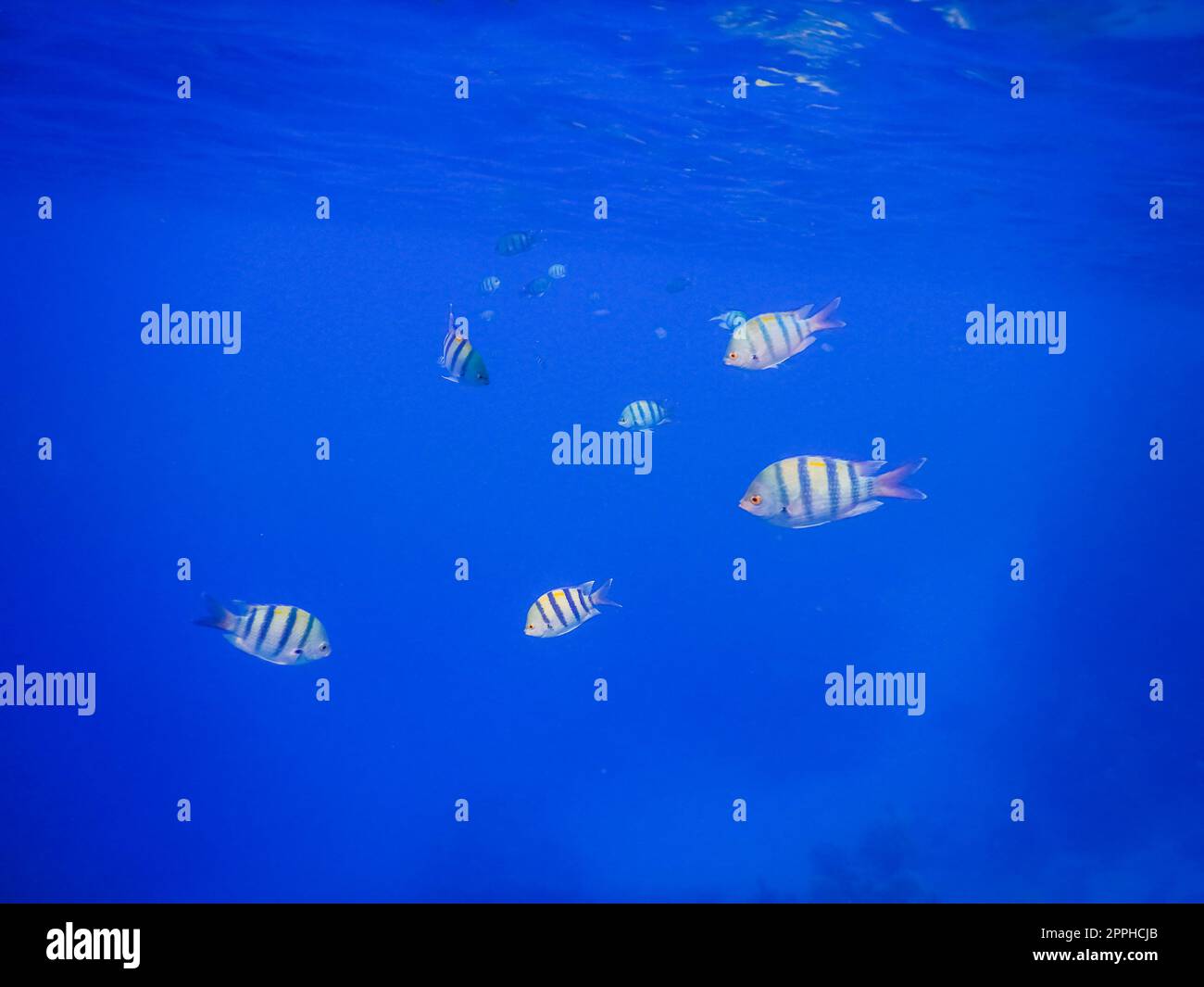 little school of inopazific sergeant fish in blue water Stock Photo
