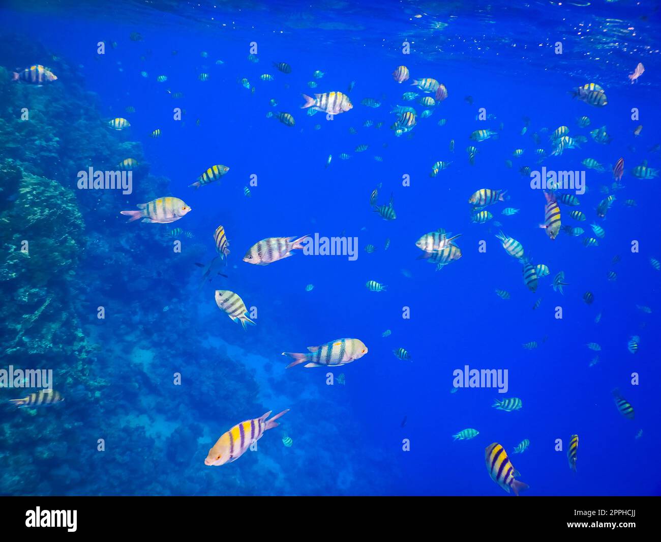 millions of indopazific sergeant fish in blue ocean Stock Photo