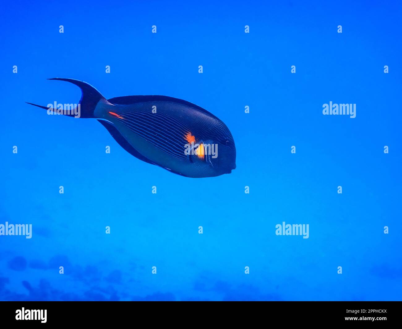 single elegant unicornfish swims in deep blue water in the red sea Stock Photo