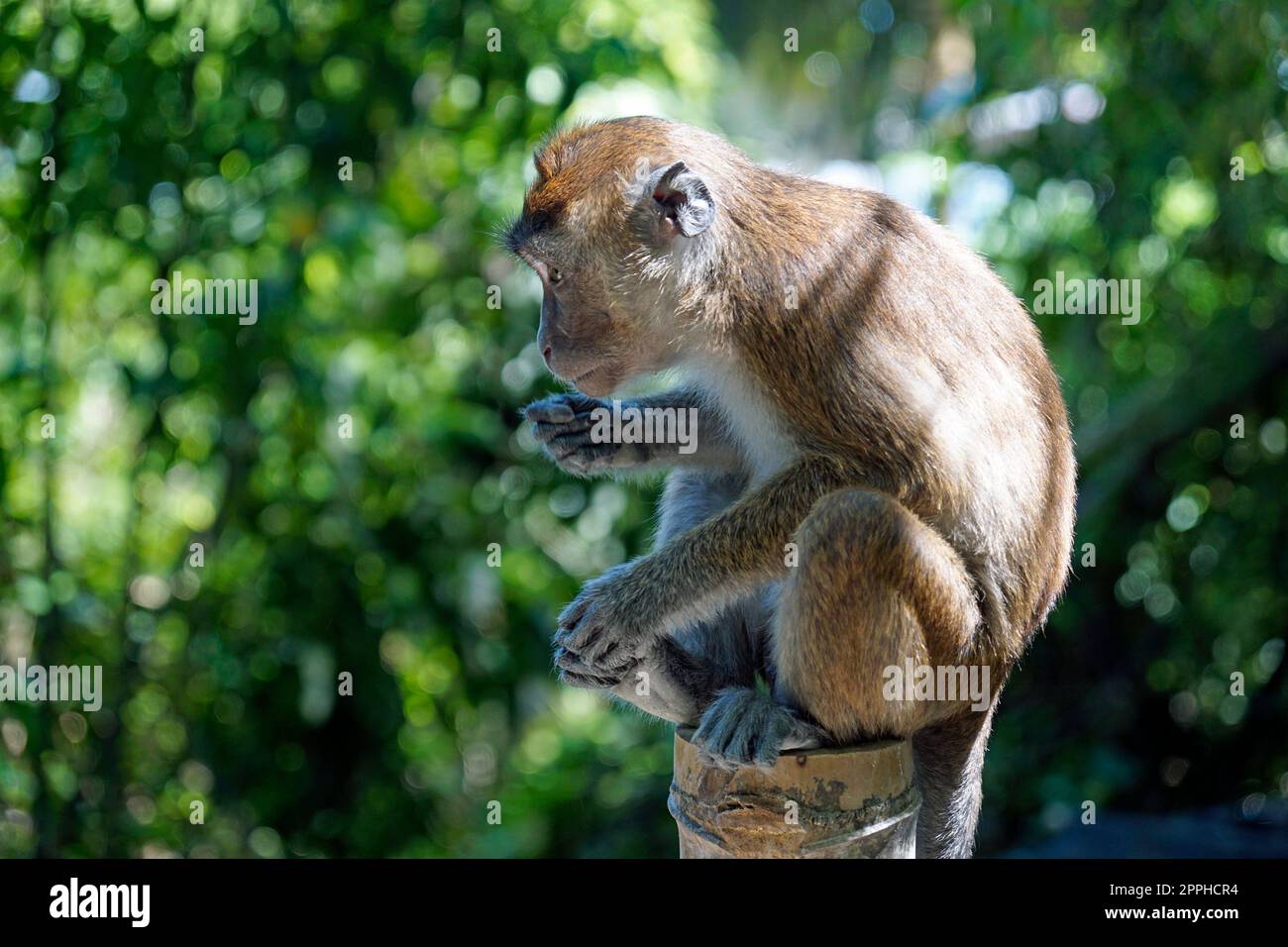 macaque monkeys ion cebu island at the philippines Stock Photo Alamy