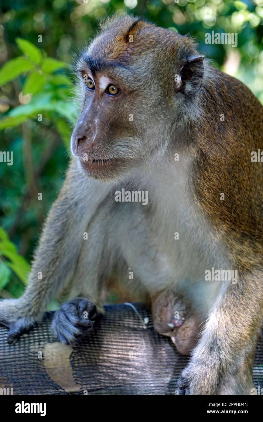 macaque monkeys ion cebu island at the philippines Stock Photo Alamy