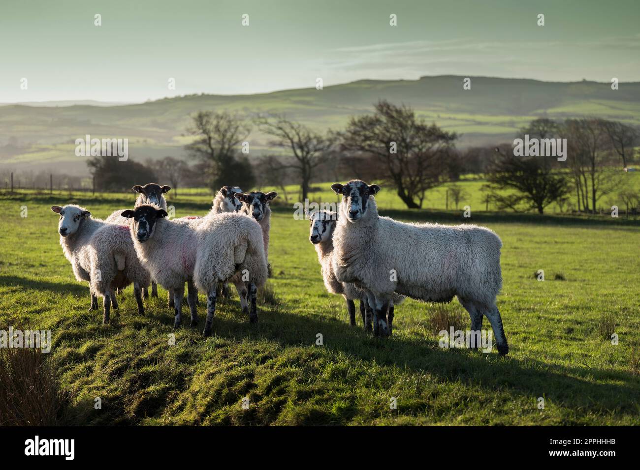 Sheep wintering on lowland fields, Bowland, Lancashire, UK Stock Photo ...