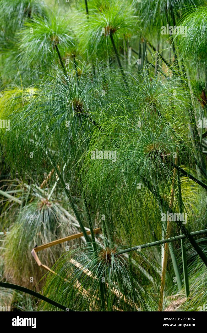 Papyrus, Cyperus papyrus, papyrus sedge, paper reed, Indian matting plant, Nile grass growing wild, Syracuse, Sicily, Italy Stock Photo