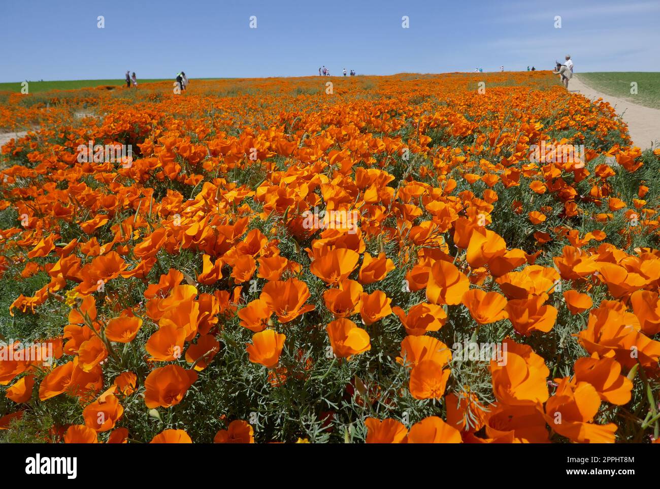Lancaster, California, USA 23rd April 2023 Poppies at Antelope Valley