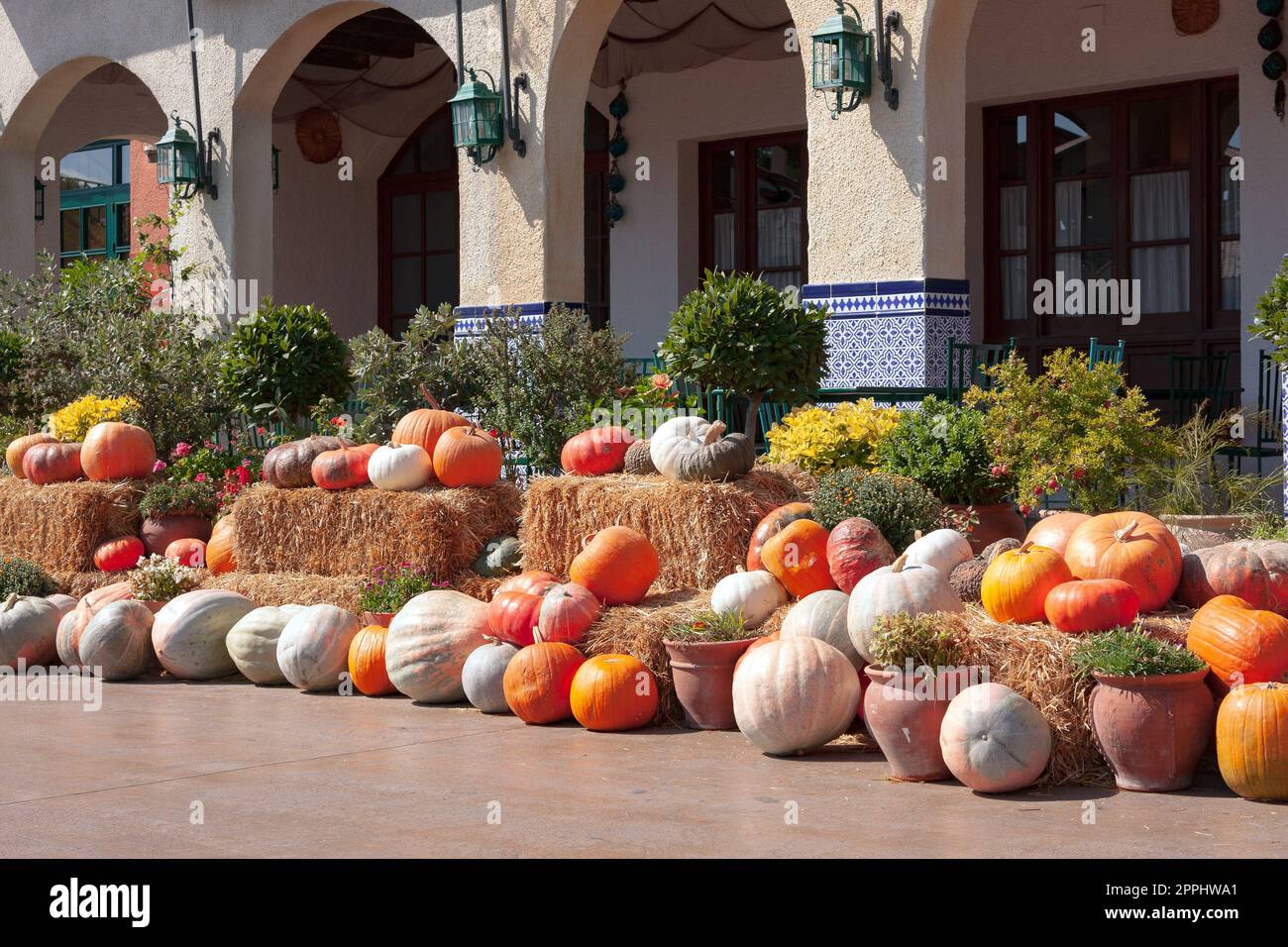 Harvest pumpkins hi-res stock photography and images - Alamy