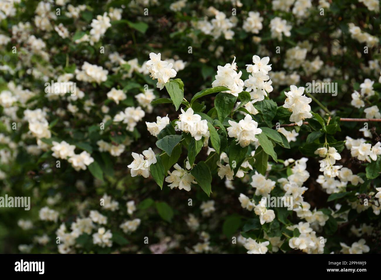 Beautiful jasmine shrub with white flowers outdoors Stock Photo Alamy