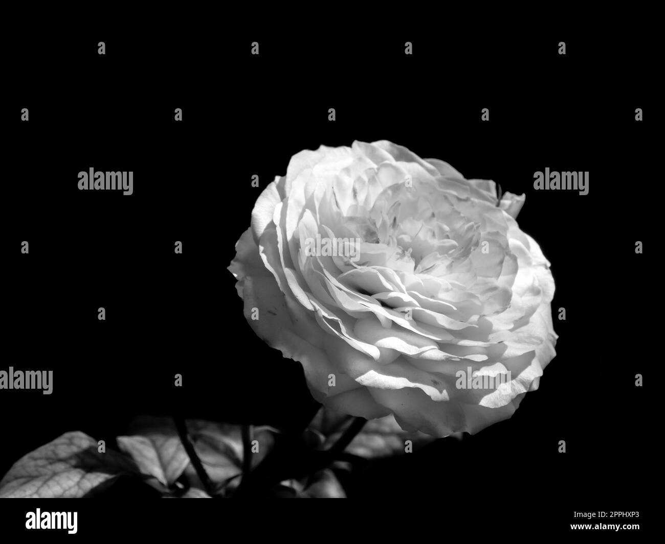 Purple rose and nature Black and White Stock Photos & Images - Alamy
