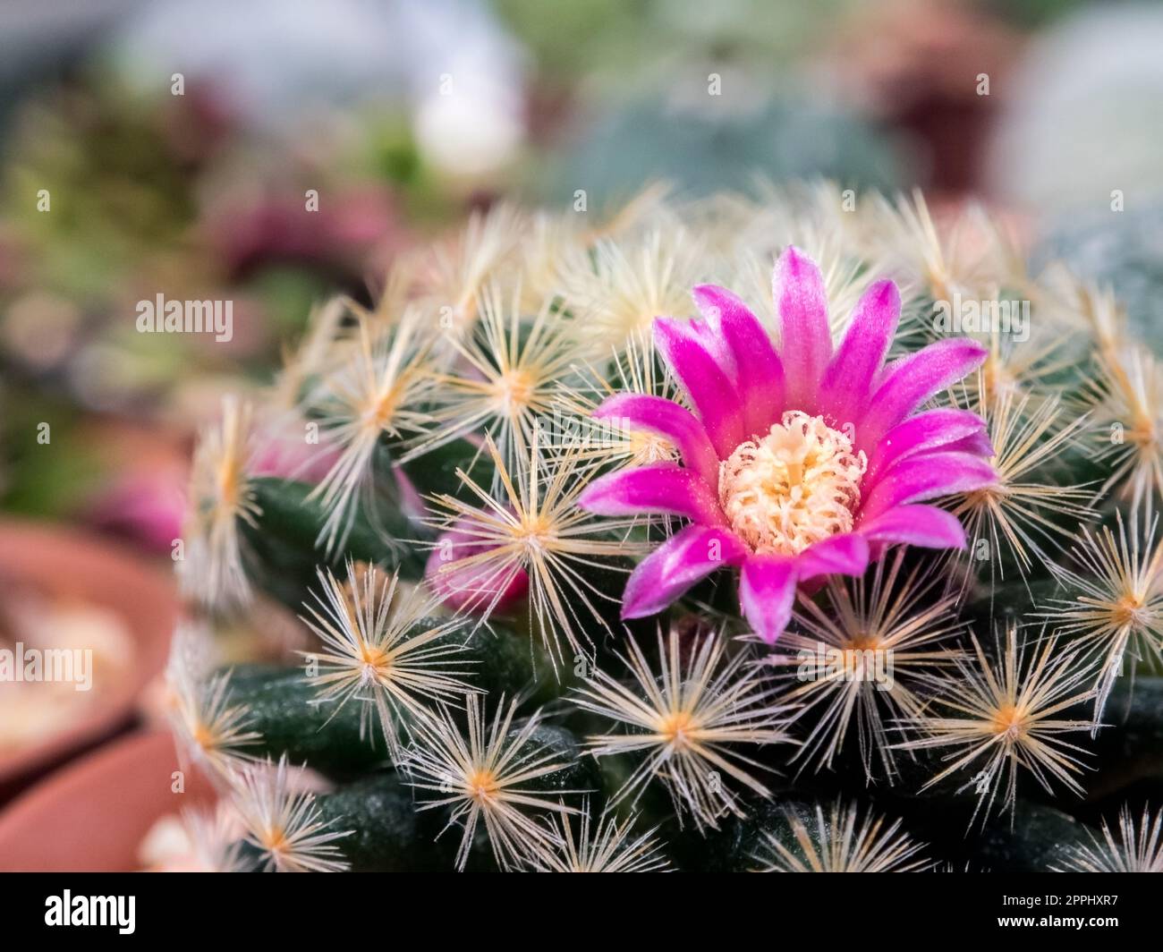 Beautiful tiny flowers on a Mammillaria cactus Stock Photo