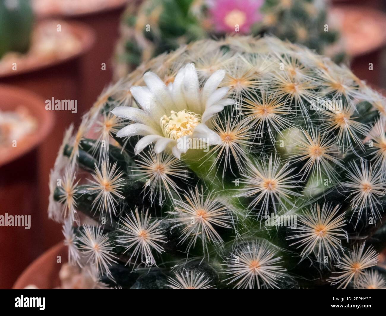 Beautiful tiny flowers on a Mammillaria cactus Stock Photo