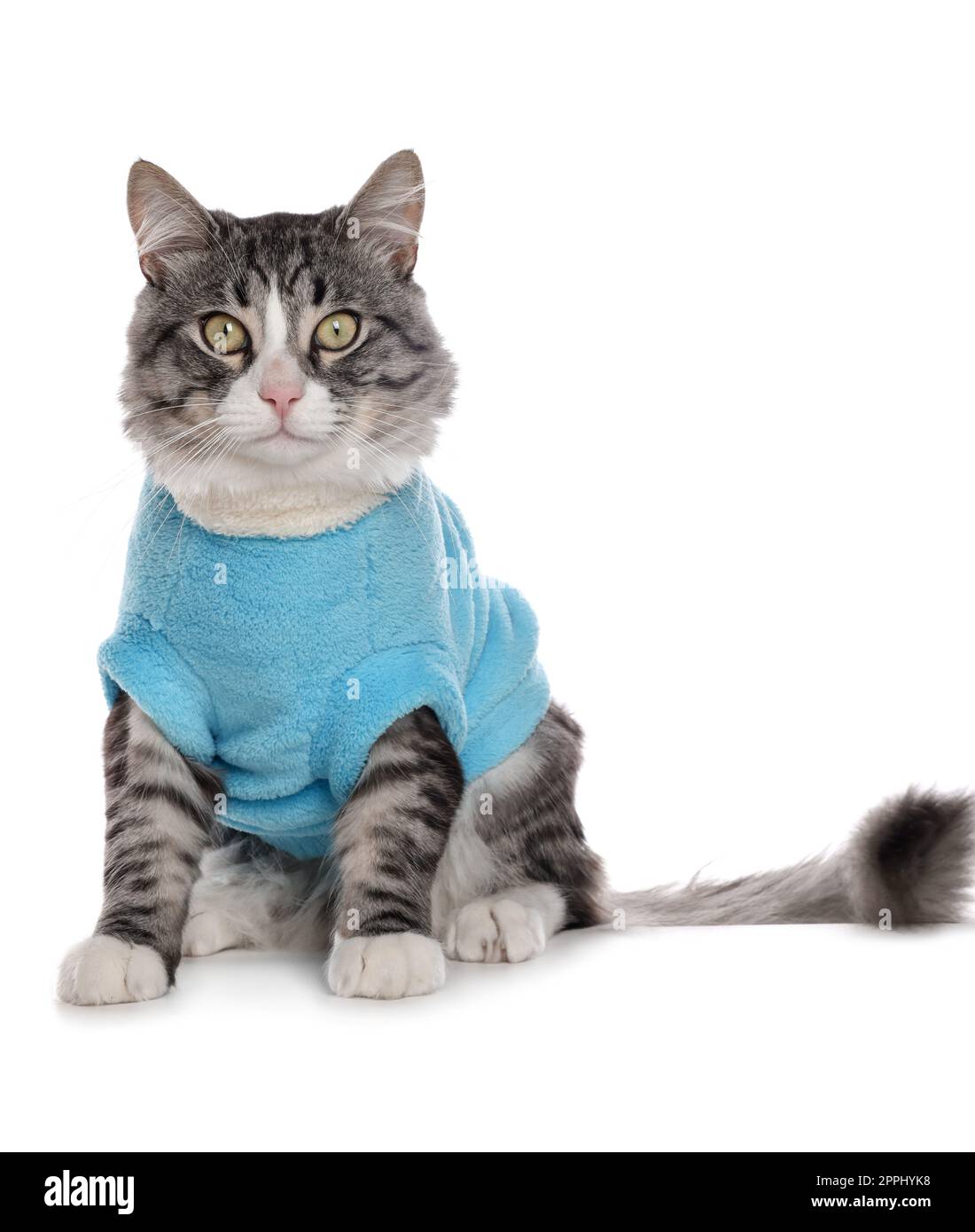 Cute cat wearing clothes online
