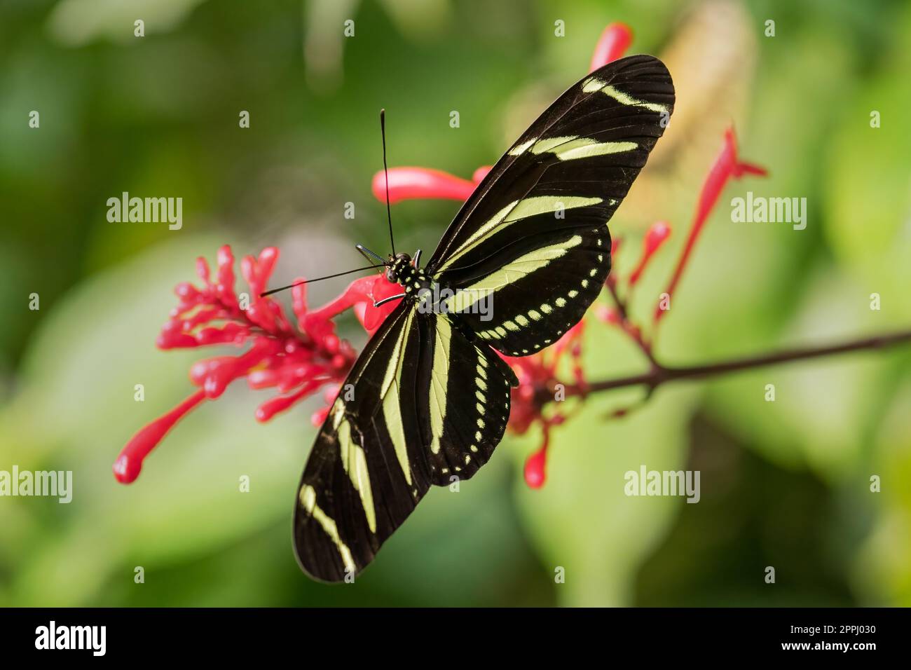 Zebra Longwing - Heliconius charithonia, beautiful colored tropical butterfly from Central and Latin America woodlands, meadows and gardens, Panama. Stock Photo