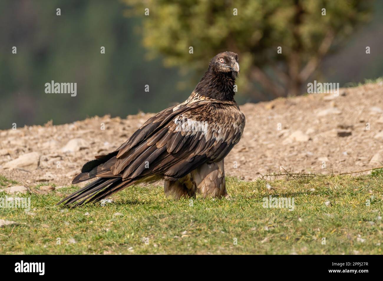Young Bearded Vulture perched on grassy ground Stock Photo