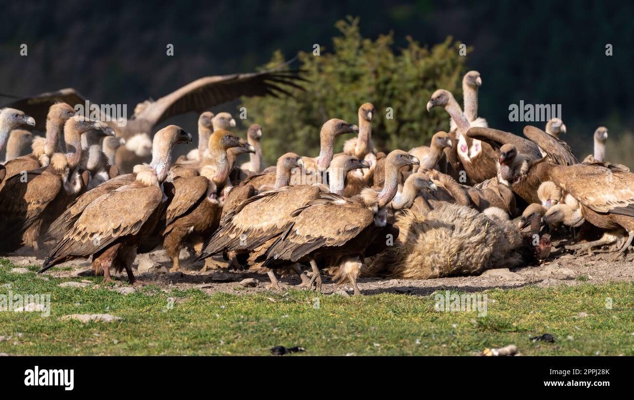 Herd of griffon vultures eating a sheep Stock Photo