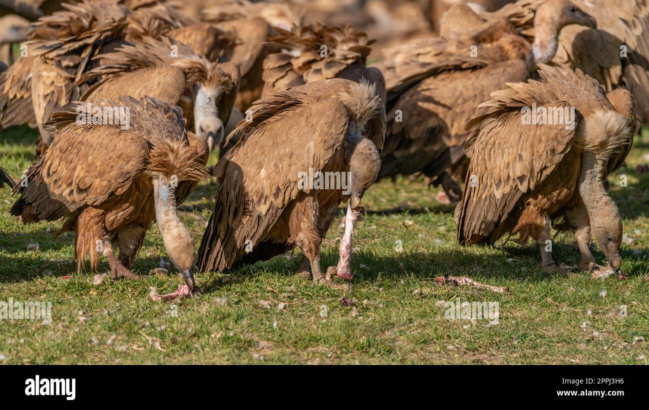 A flock of griffon vultures eating carrion on the ground Stock Photo