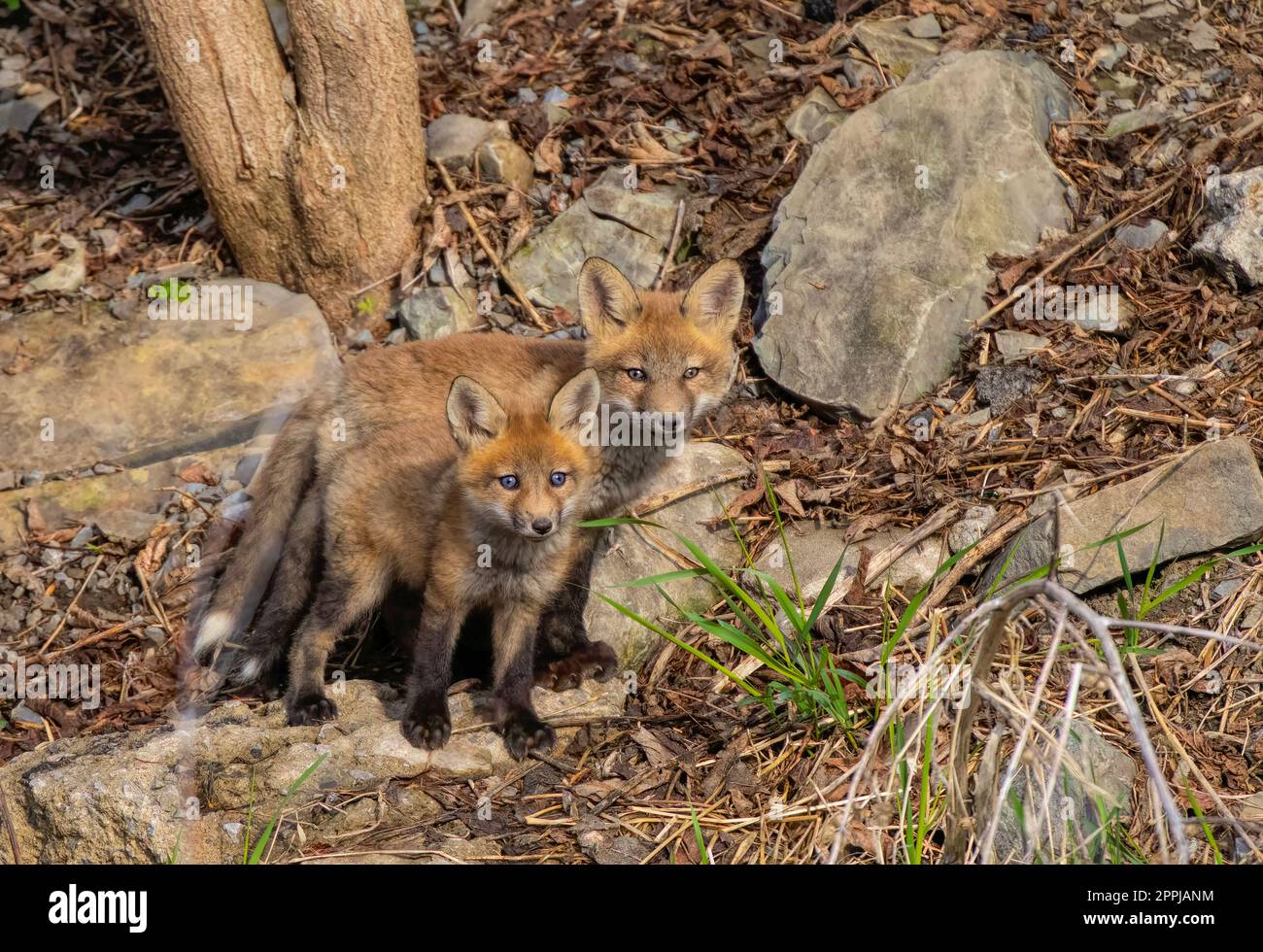 Red fox kits (Vulpes vulpes) in a rocky meadow deep in the forest in early spring in Canada Stock Photo