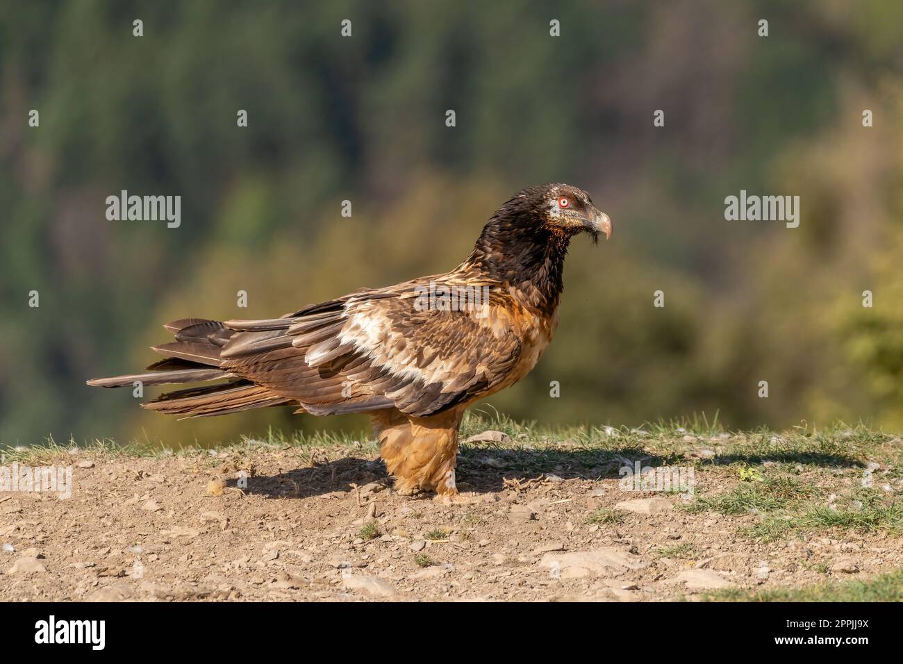 Young Bearded Vulture perched on the ground Stock Photo