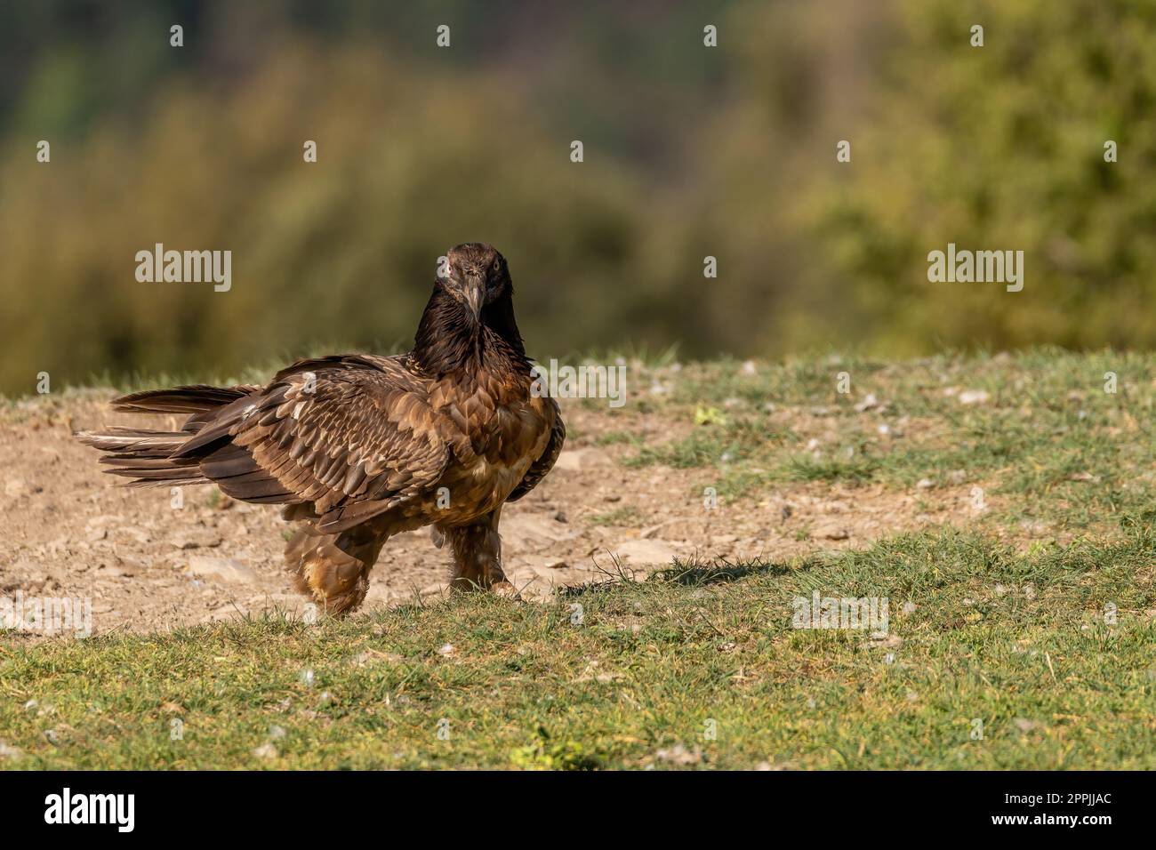 Young Bearded Vulture perched on the ground Stock Photo