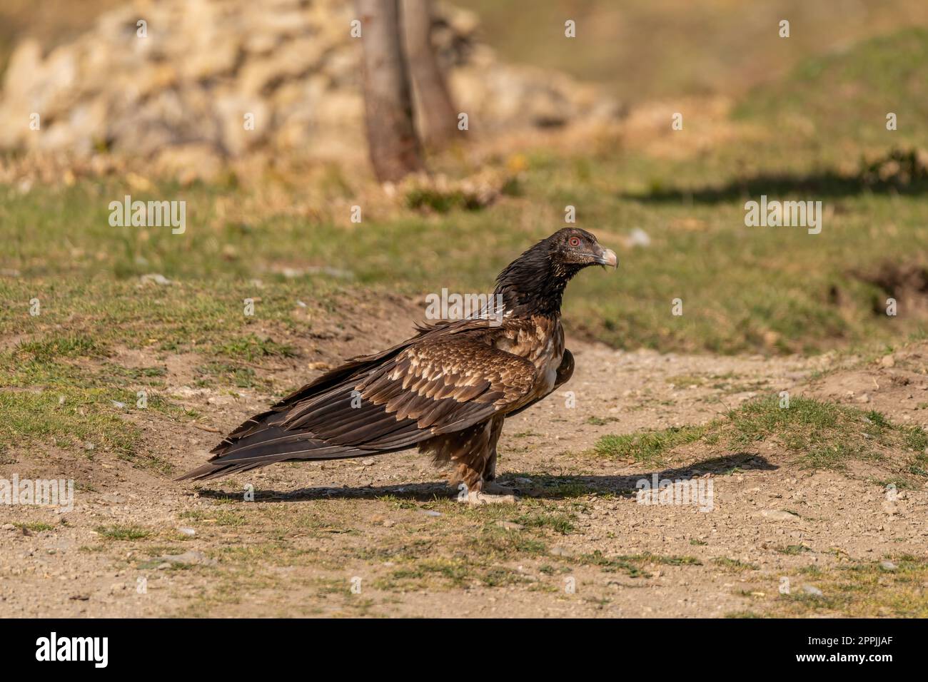 Young Bearded Vulture perched on the ground Stock Photo