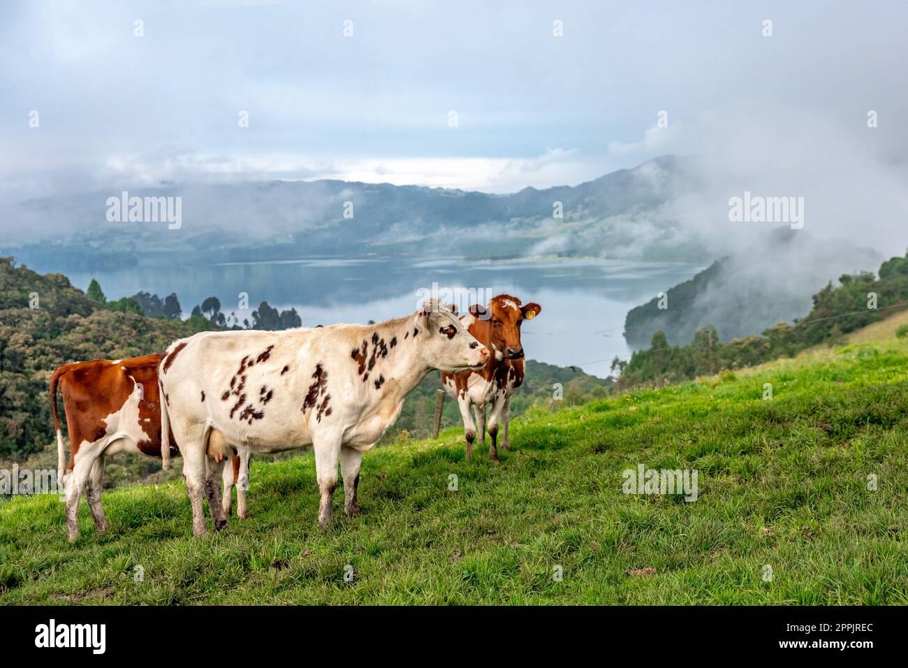 cows on a meadow in a beautiful landscape Stock Photo