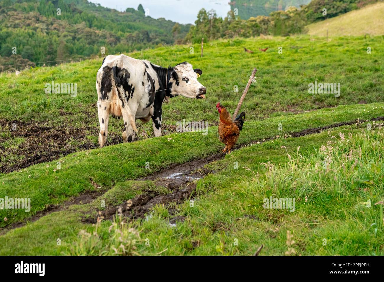 cows on a meadow in a beautiful landscape Stock Photo