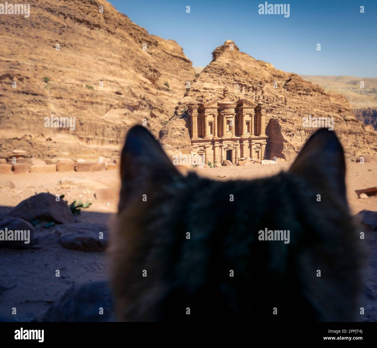 Cat looking at the Monastery or Ad Deir in Petra, Wadi Musa, Jordan. Stock Photo