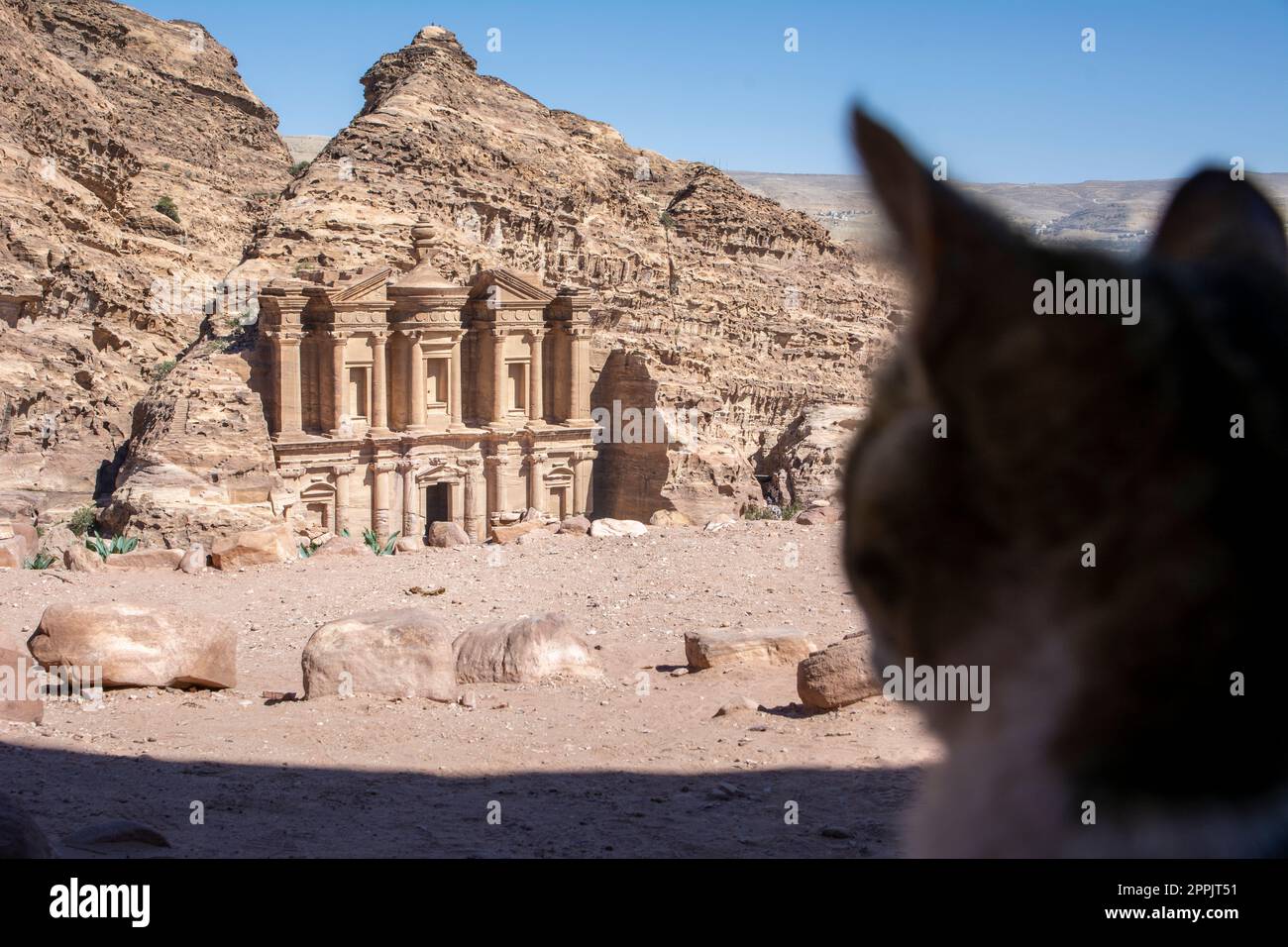 Stray cat looking at the Monastery in Petra, Wadi Musa, Jordan Stock Photo