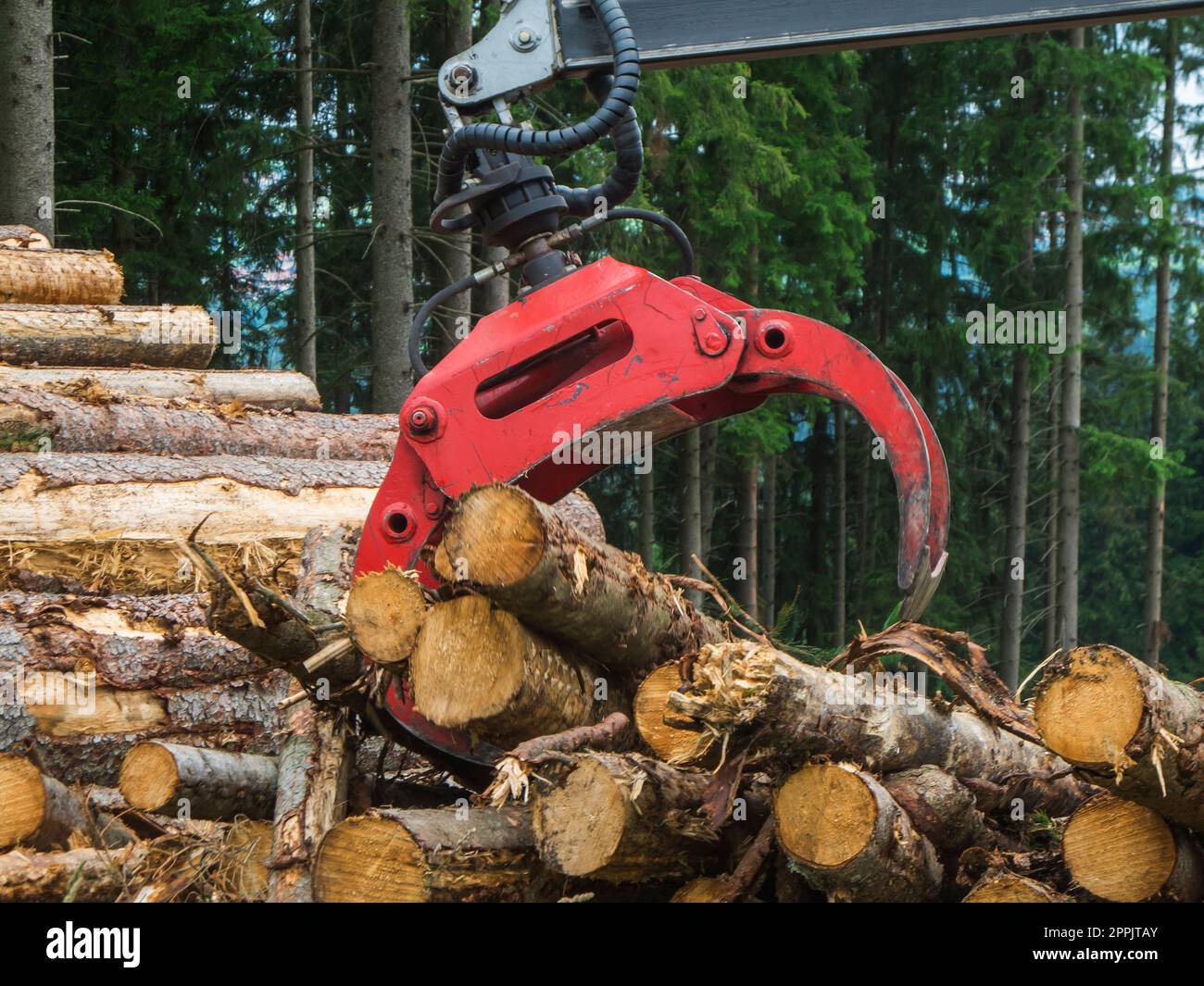 Gripper loading wood Stock Photo