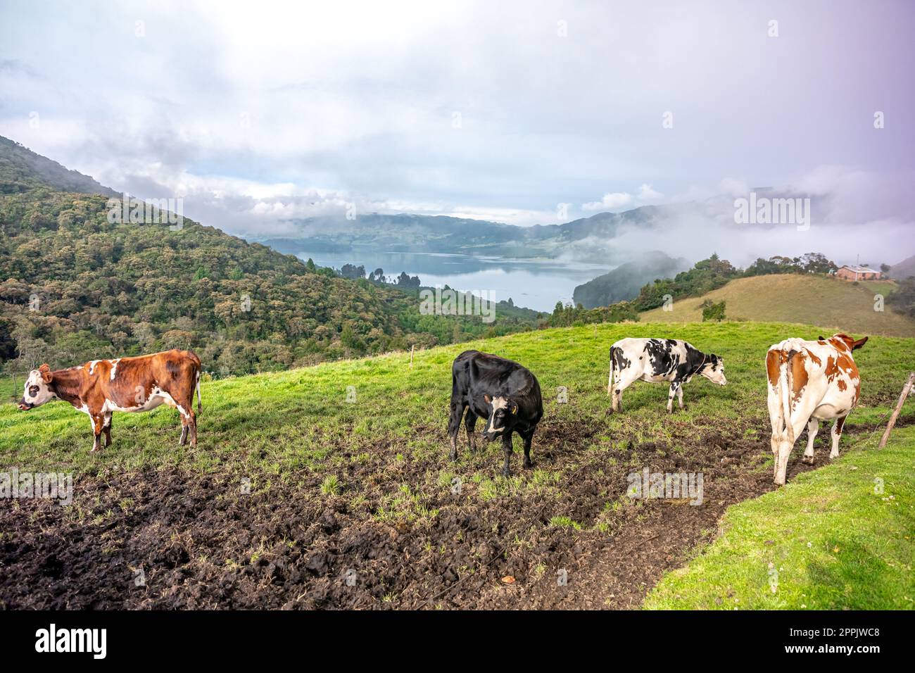 cows on a meadow in a beautiful landscape Stock Photo