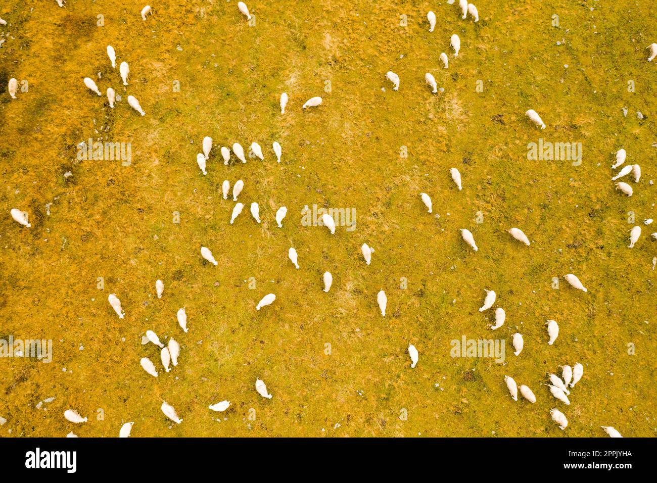 Aerial view of a flock of sheep grazes on the coarse grass Stock Photo ...