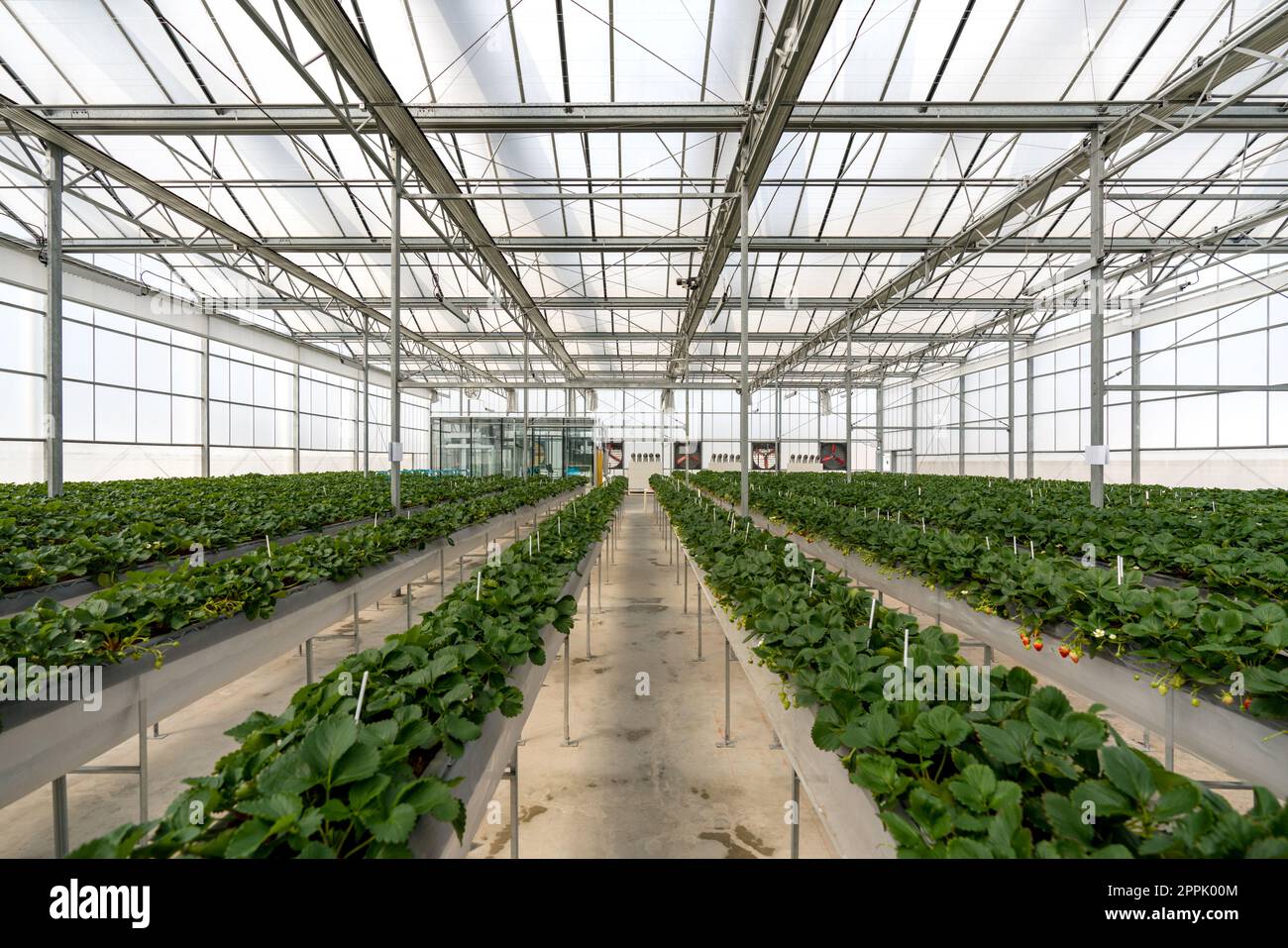 Greenhouse system for cultivation of strawberry. Aluminum Glass wall structure with water, lighting system and Galvanized Box Fans. Stock Photo