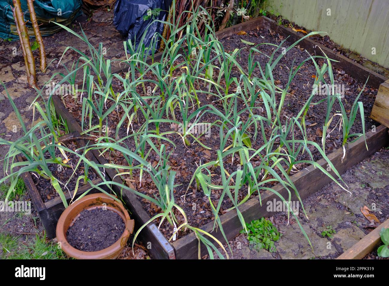 Garlic growing in a raised bed Stock Photo Alamy
