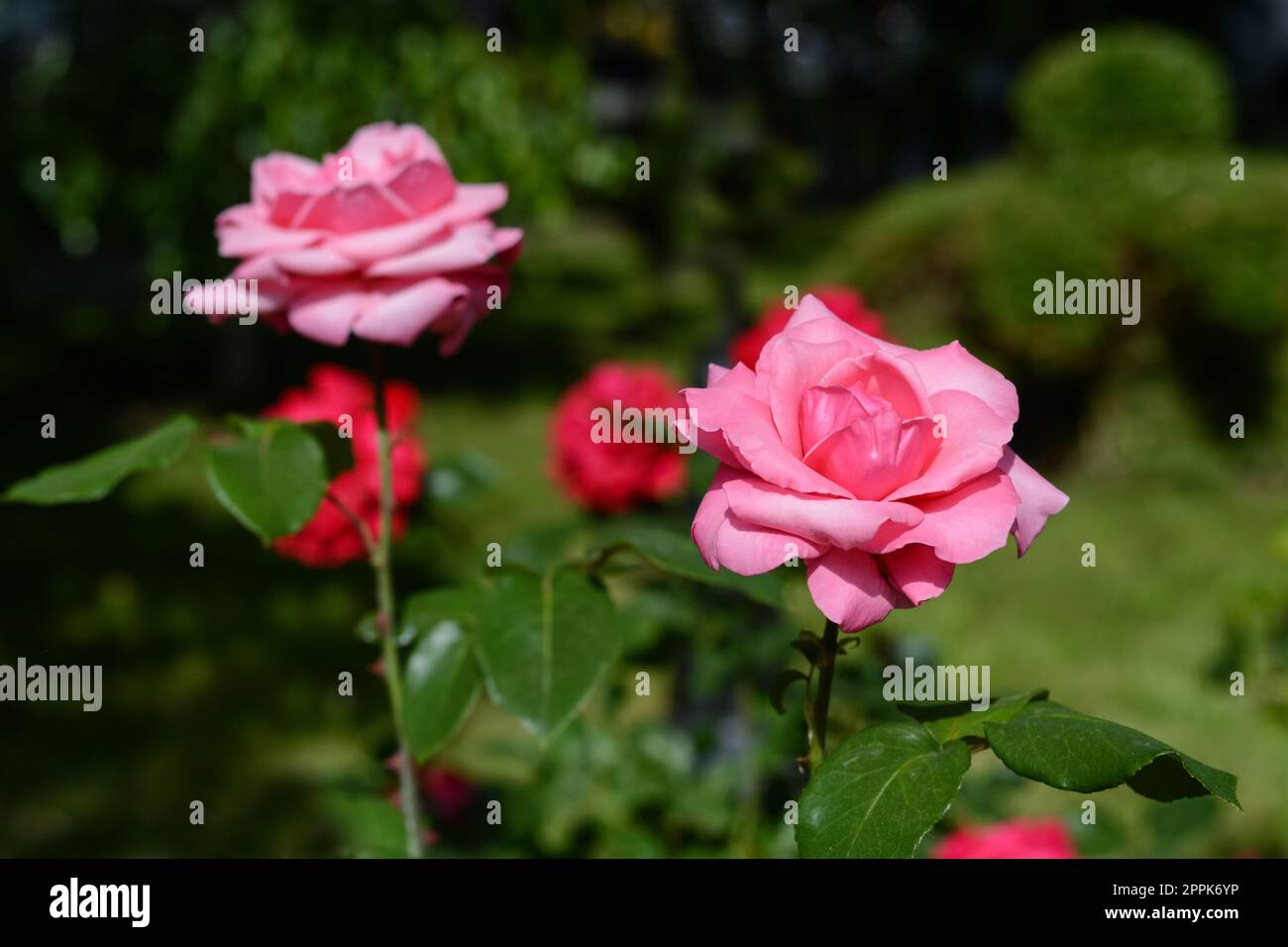 Beautiful pink rose flowers hi-res stock photography and images - Alamy