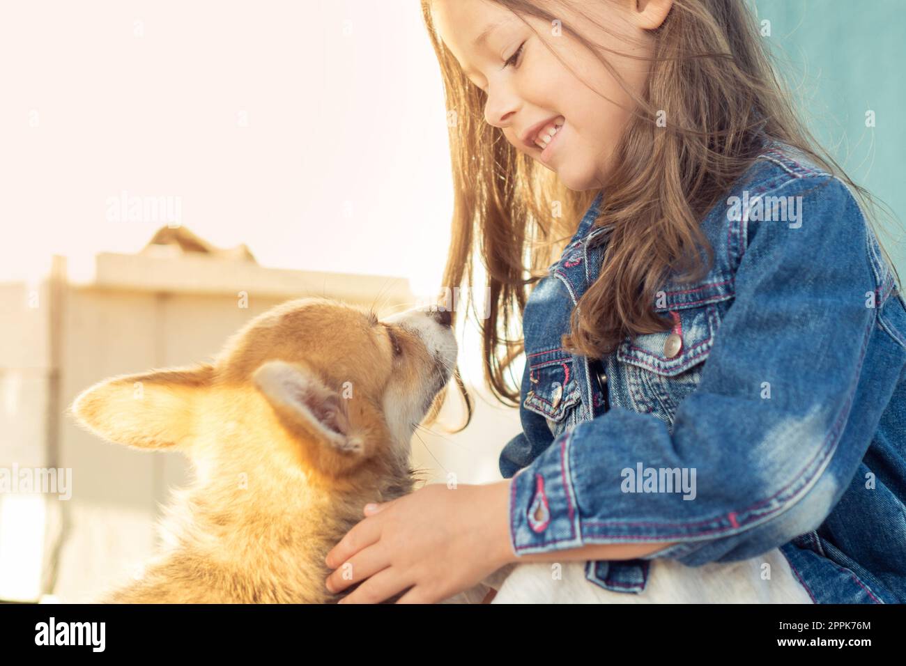 Side view of smiling little girl with long dark hair wearing denim jacket, looking at wonderful welsh pembroke corgi. Stock Photo