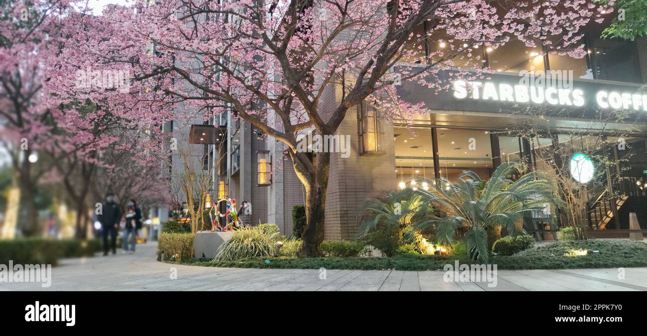 Starbucks in linko, New Taipei City, Taiwan during springtime with full bloom sakura tree Stock Photo
