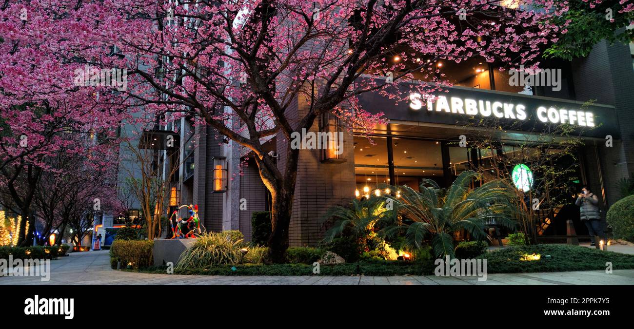 Starbucks in linko, New Taipei City, Taiwan during springtime with full bloom sakura tree Stock Photo