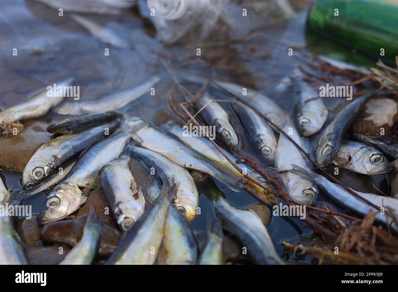 Dead fishes near river, closeup. Environmental pollution concept Stock ...