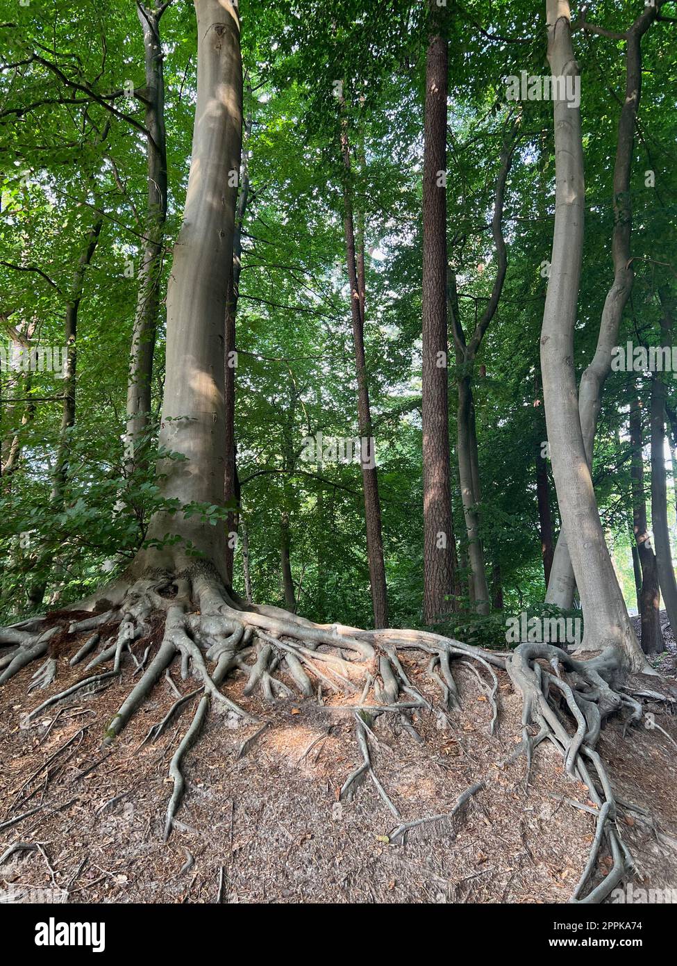 Tree roots visible through hi-res stock photography and images - Alamy