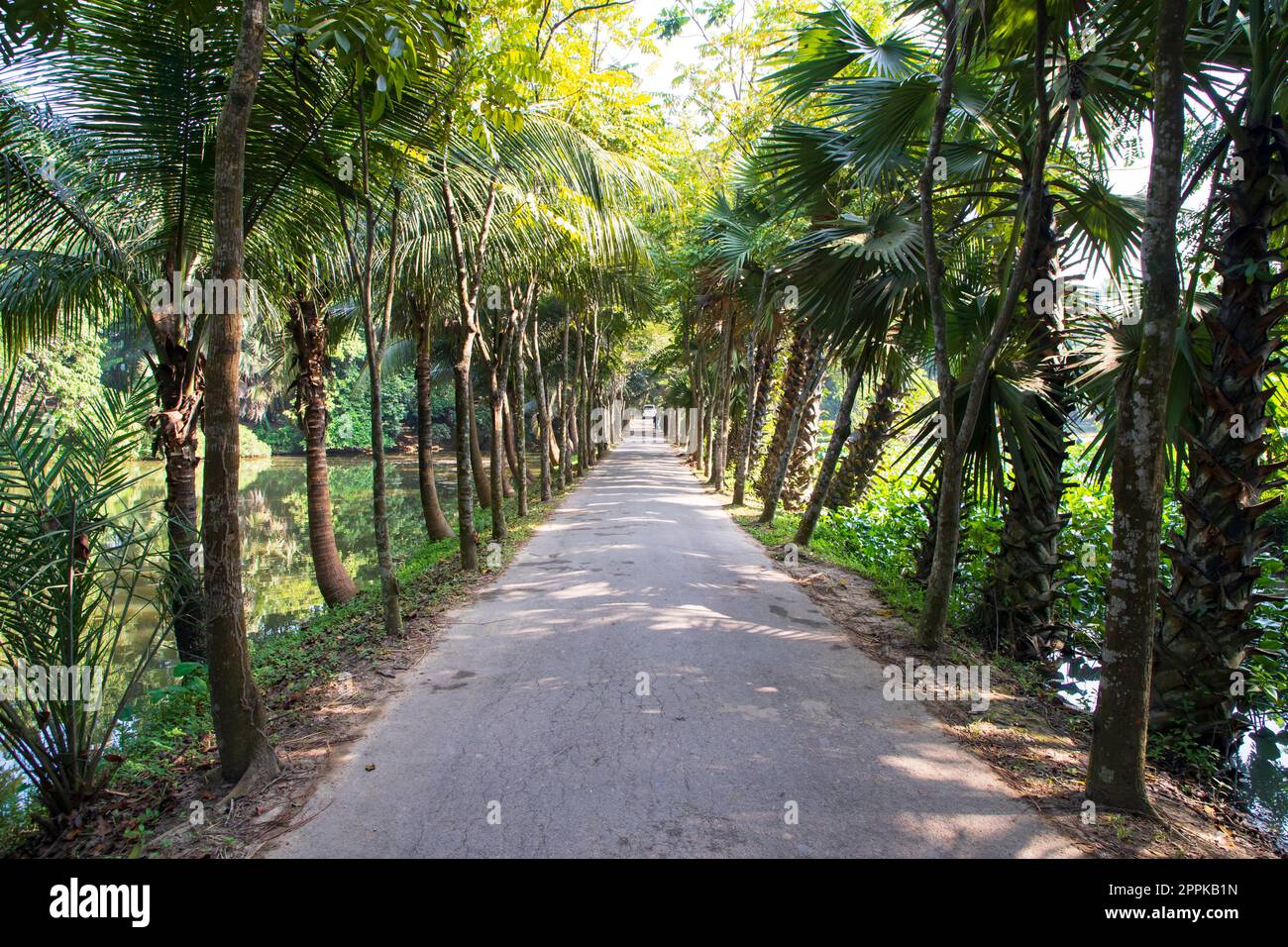 a row of rows trees in the park landscape view Stock Photo - Alamy