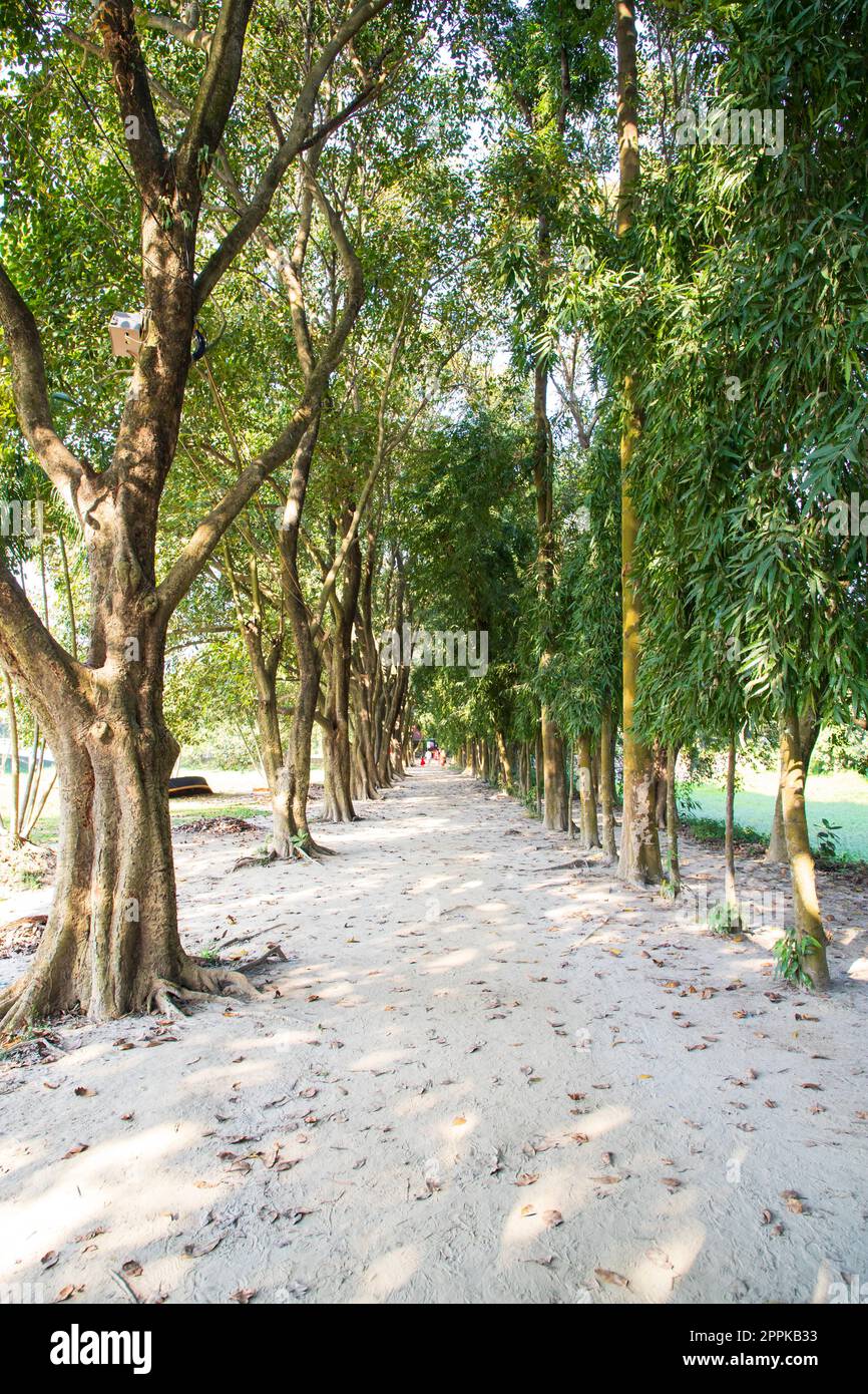Natural Green Tree in the Park Stock Photo - Alamy