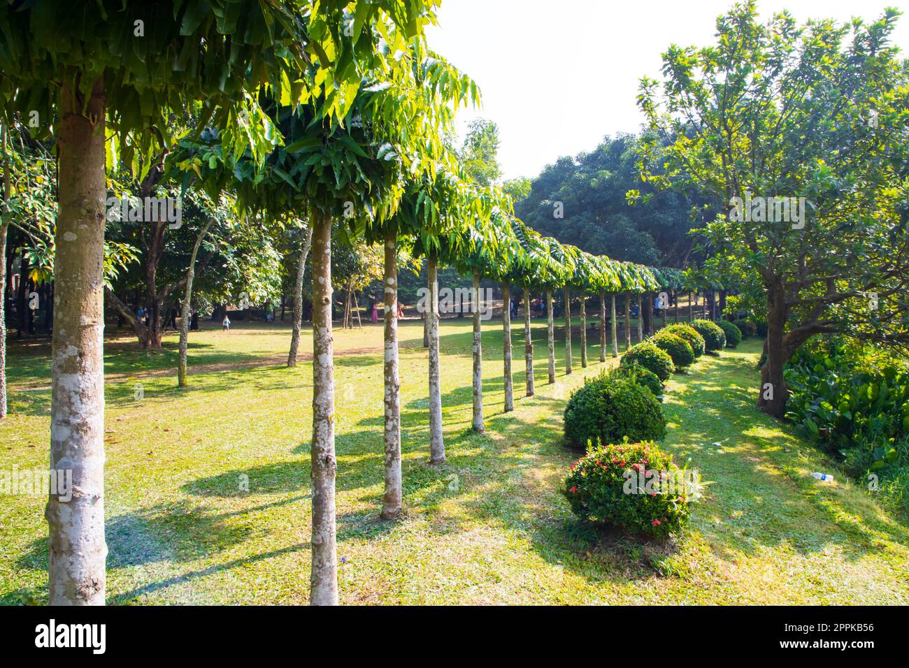 Green Field with trees in the park landscape view Stock Photo