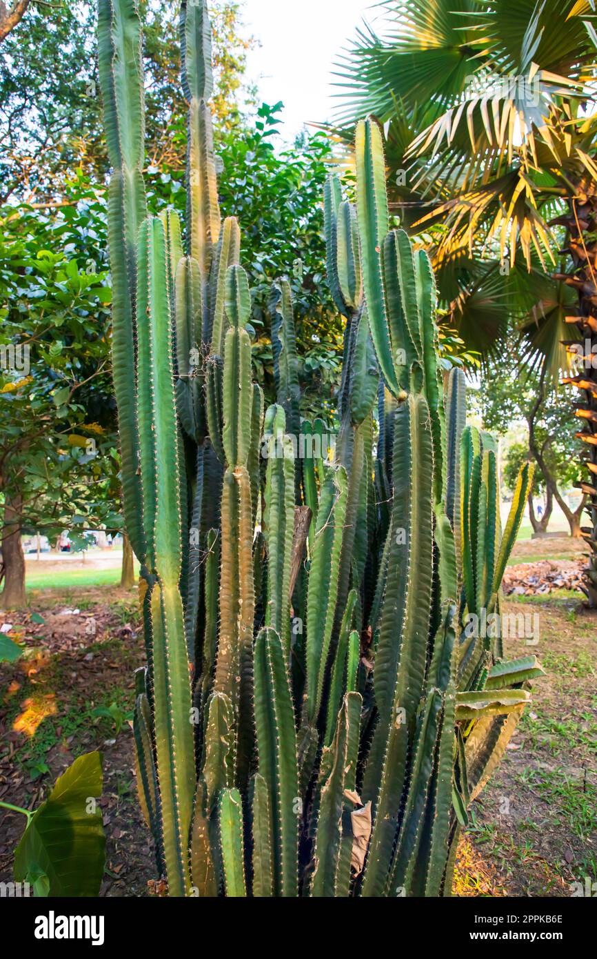 Natural Green Cactus  in the garden Stock Photo