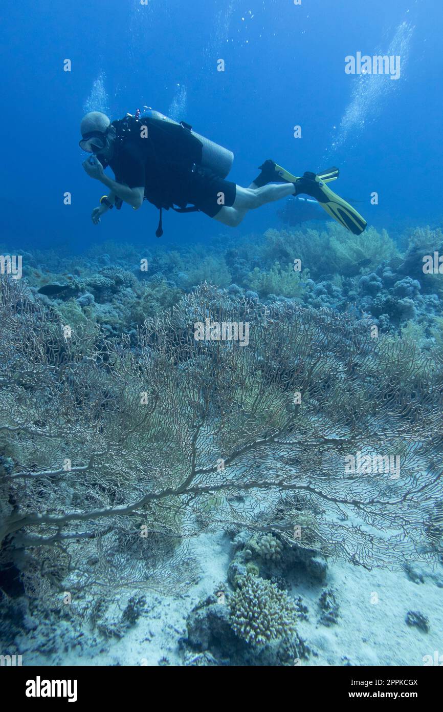 Single scuba diver with the equipment over colorful coral reef with great gorgonian on the bottom of tropical sea, underwater landcape Stock Photo