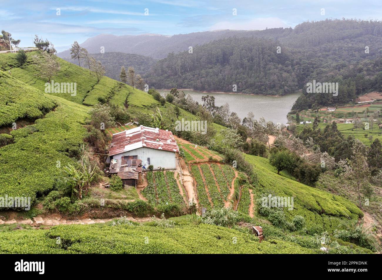 rural landscape with tea plantation and terraced tea fields in the Sri