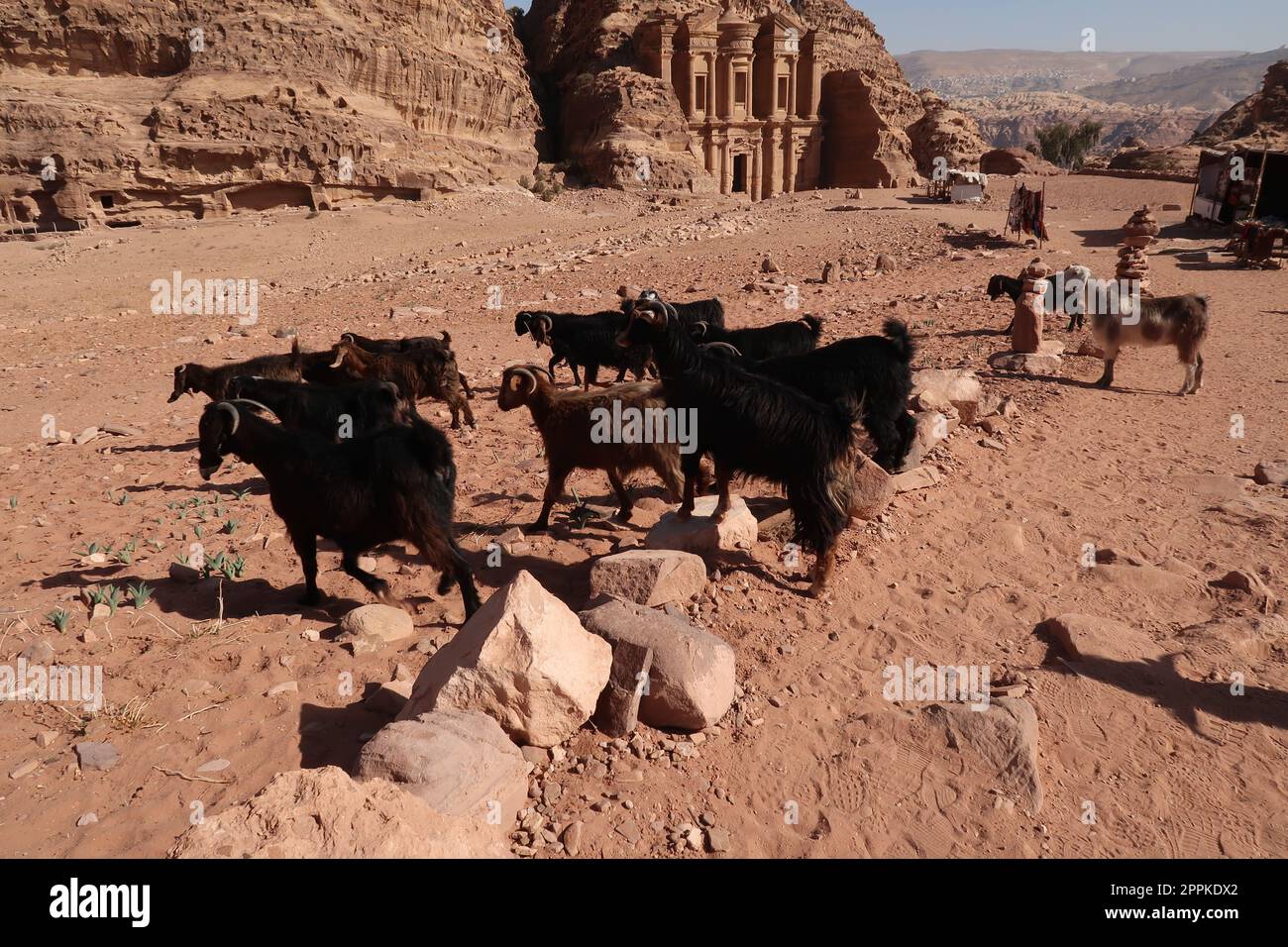 Herd of goats near the Monastery, ad Deir, ancient Nabataean City of Petra, Jordan Stock Photo