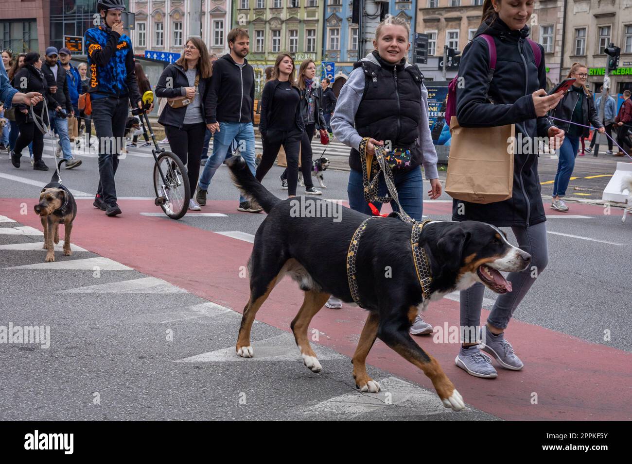 Wroclaw, Poland - September 19, 2021: Dogs on the leash and their owners walking at a dog parade in Wroclaw downtown. Stock Photo