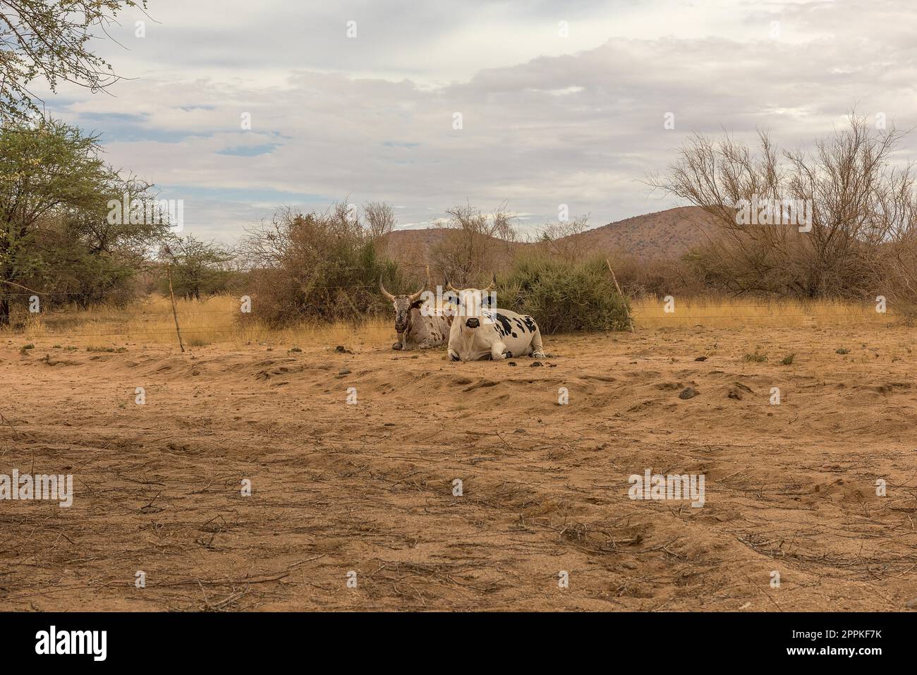 African longhorn cattle in an enclosure on a farm in Namibia Stock Photo